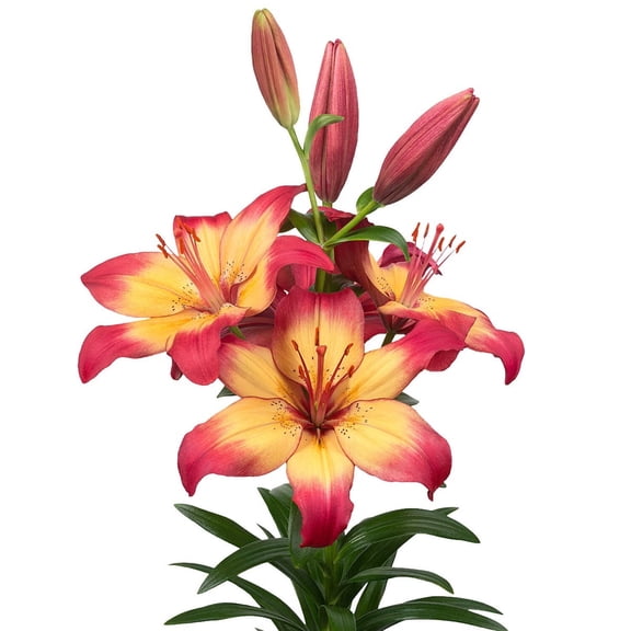 Lilium LA Hybrid Lily Heartstrings 3 Flower Bulbs - Summer Apricot Pink Blooms