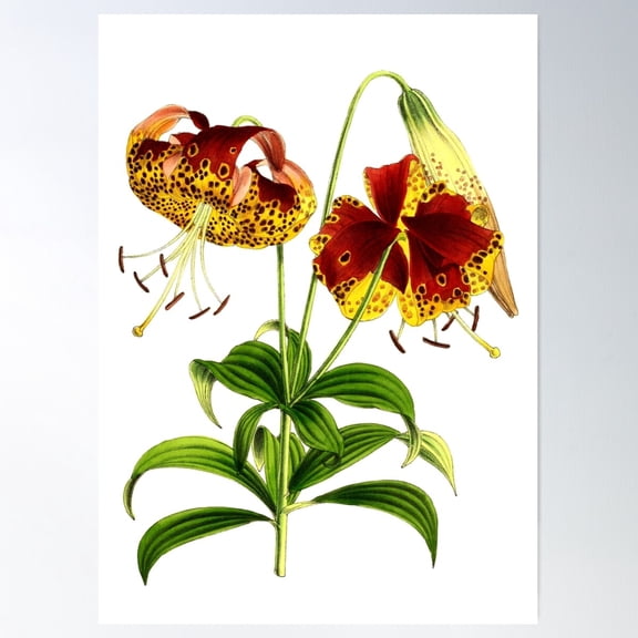 Lilium Lilies Poster Wall Art, Modern Wall Decor For Living Room Bedroom, 12x18 UNFRAMED