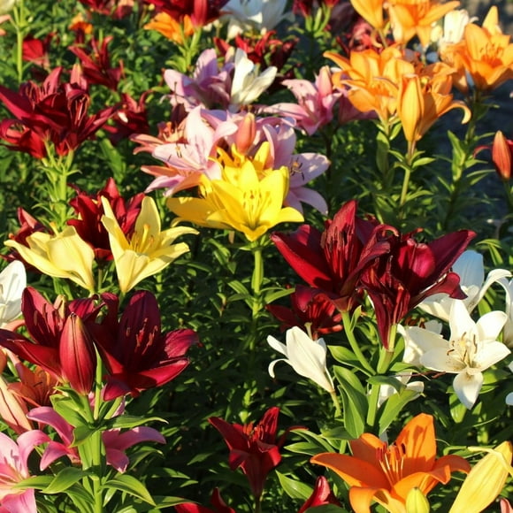Lilium Oohs and Aahs Colorful Mixed Lilies - 10 Bulbs - Red, Yellow, Orange, Pink, White Lily Flowers-Attracts Butterflies, Bees & Hummingbirds-Spring Garden Perennial