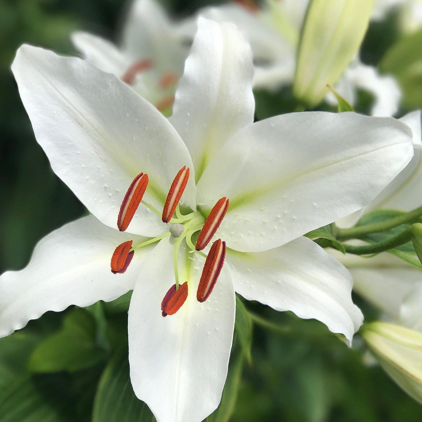 Flower Talk: Learn About White Oriental Lilies