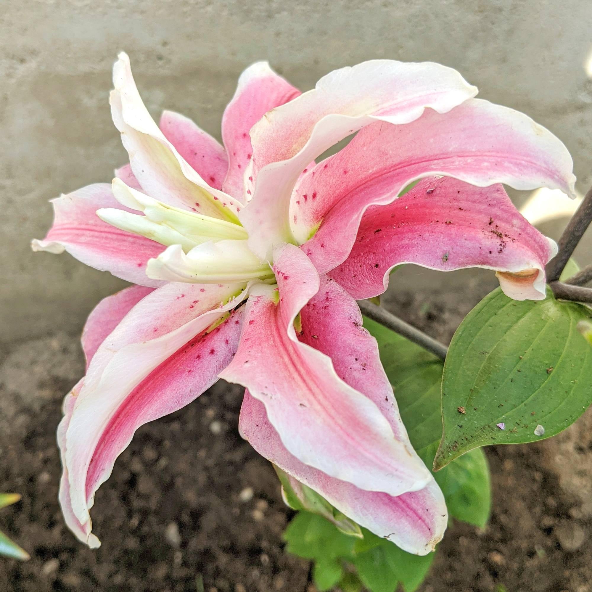 Lilium Oriental Lily Distant Drum