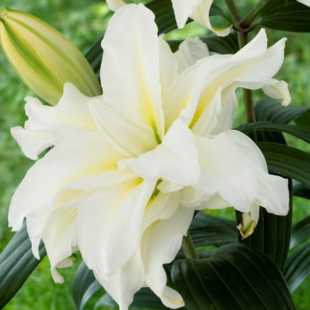 Lilium Oriental Roselily Jisca 3 Flower Bulbs - Summer Cream Pollen-Free Blooms in Sun