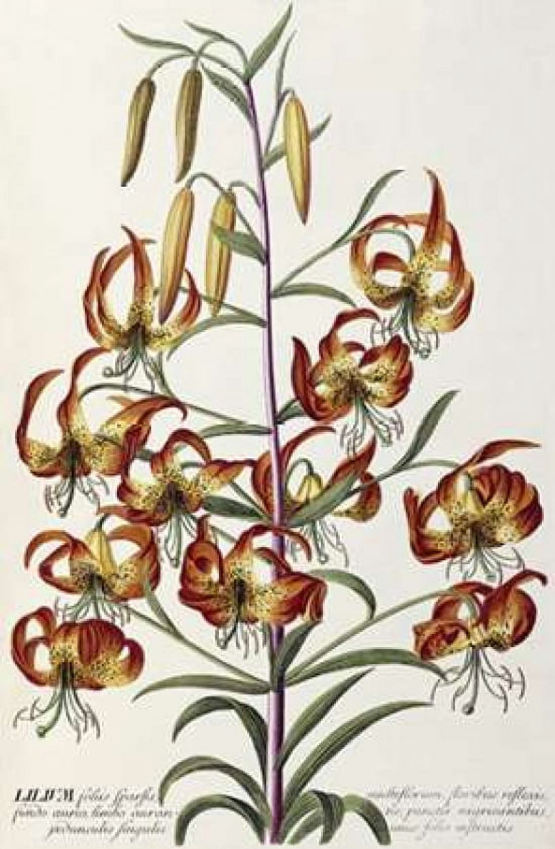 Lilium - Plantae Selectae Canvas Art - George Dionysius Ehret (12 x 18)