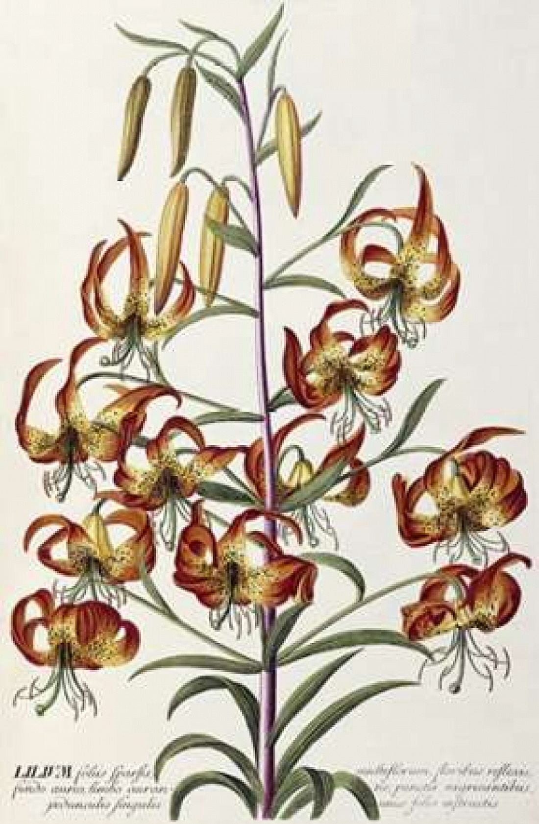 Lilium - Plantae Selectae Canvas Art - George Dionysius Ehret (24 x 36)