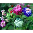 thumbnail image 1 of Liliya's Lantana Mix - 50+ Flower Seeds to Plant - Made in USA, Ships from Iowa. Very Good Butterfly Plant, 1 of 2