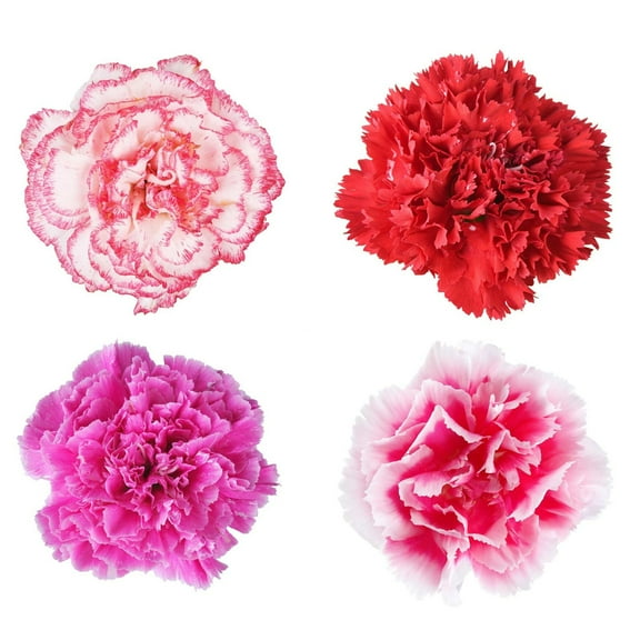 Lillipot Mix Carnation ~50 Seeds – Treated – Dianthus caryophyllus – Dwarf 9-12" Plants with 2" Bi-Color Blooms – Indoor/Outdoor – Annual/Perennial Zones 9-10 – ~154-175 Days to Bloom