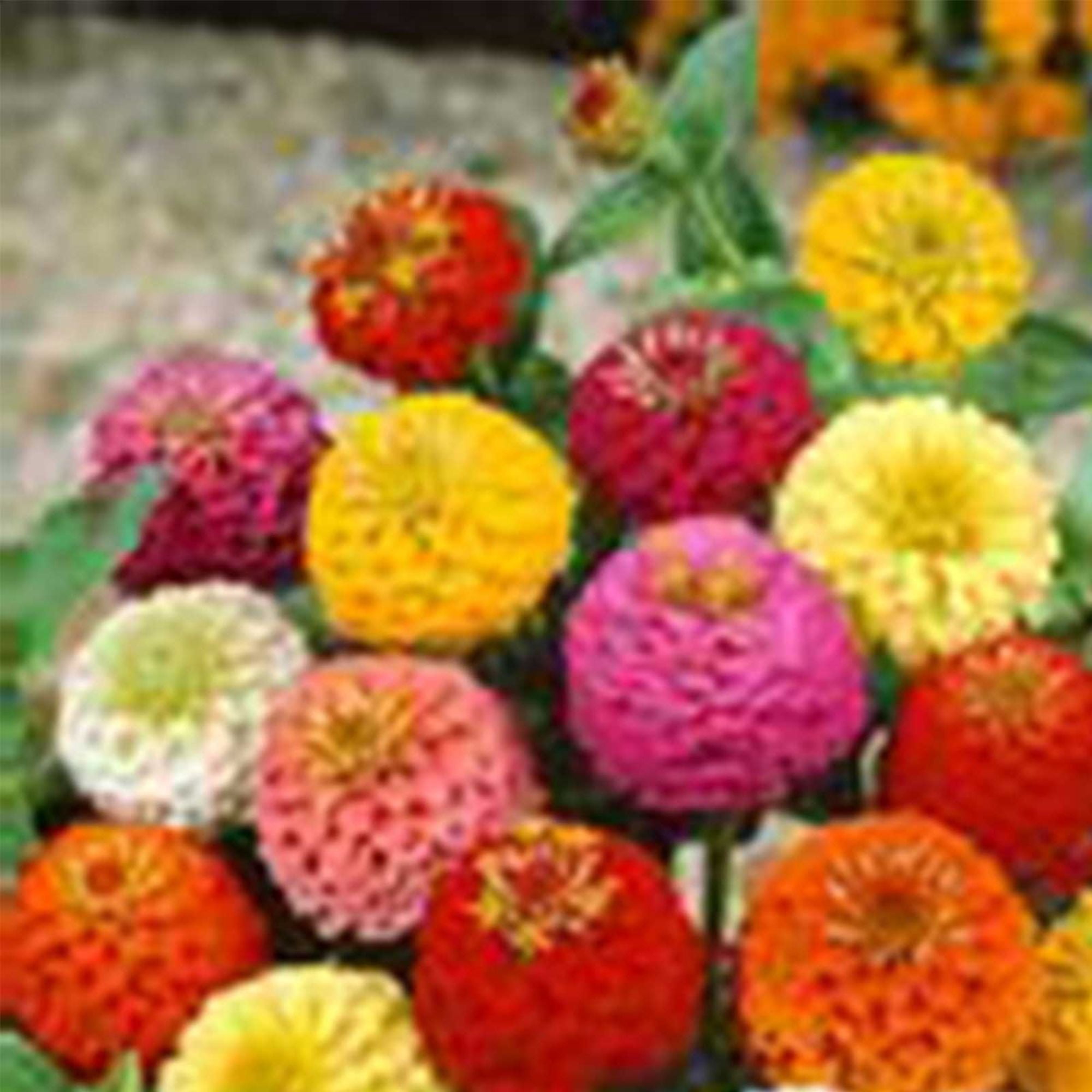 Lilliput Mixture Zinnia 4 Oz ~22,000 Seeds – Zinnia elegans – Annual, Semi-Dwarf – Assorted Colors – Easy to Grow – Deer Resistant – Drought Tolerant – 54–70 Days – Cut Flowers