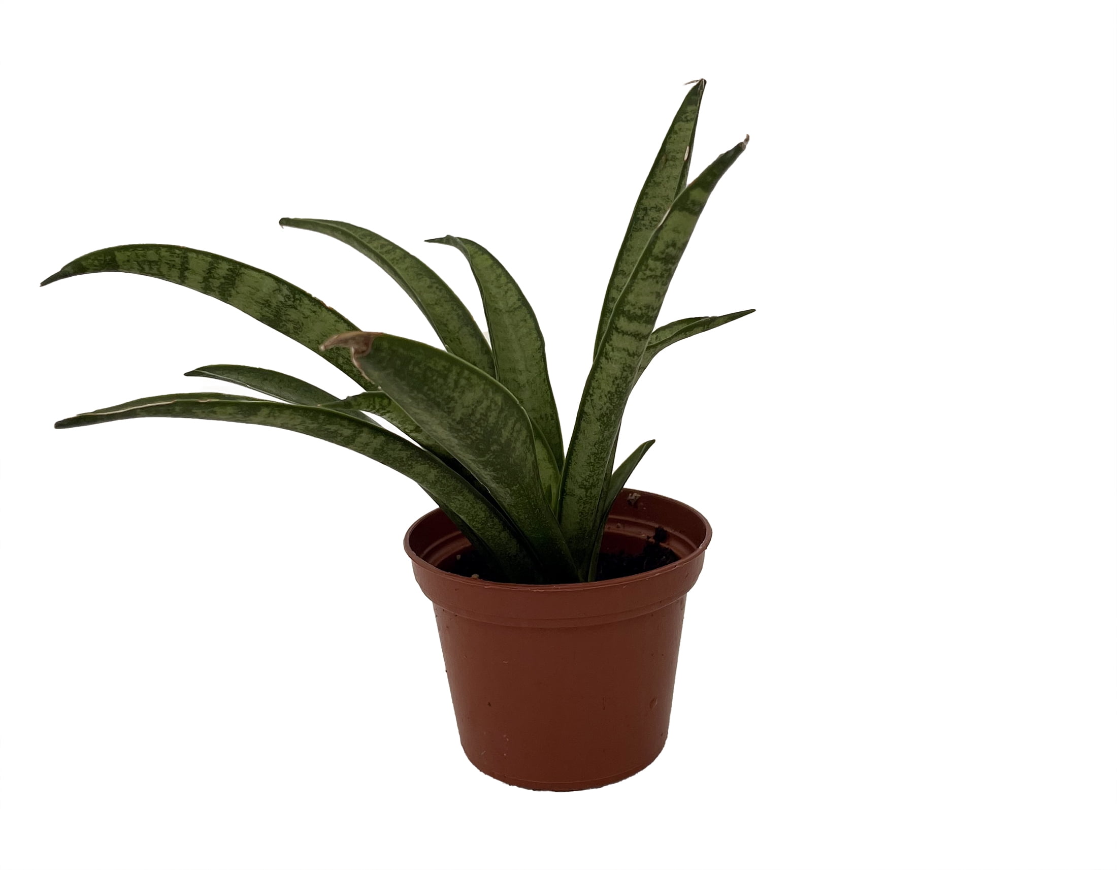 Lilliput Snake Plant - Sansevieria trifasciata hybrid - 2.5" Pot - Walmart  Business Supplies