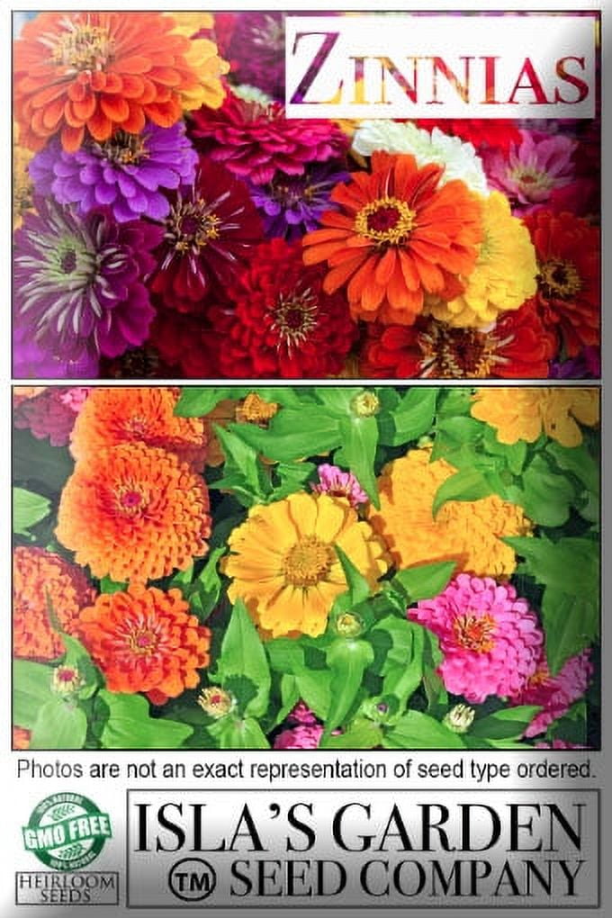 "Lilliput Zinnia Mix" Flower Seeds for Planting, 500+ Seeds Per Packet