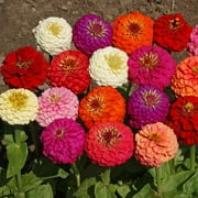 Outsidepride 1 LB Lilliput Zinnia Flower Seeds, Zinnia Mix