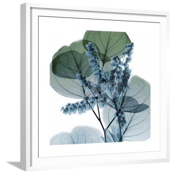Lilly of Eucalyptus 2, Botanical Framed Art Print Wall Art by Albert Koetsier Sold by Art.Com