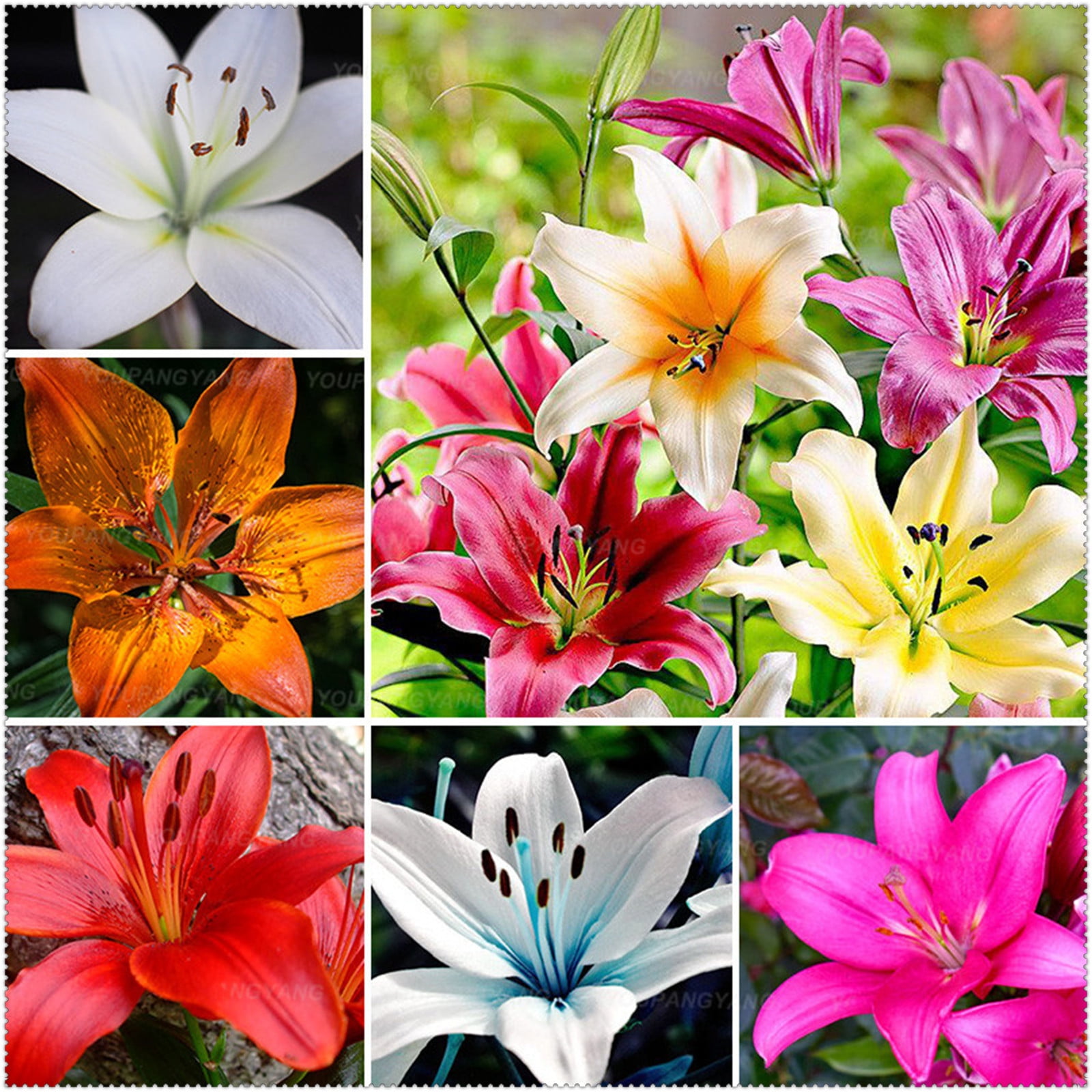 Lily Bulbs, Lily Bulbs For Planting Outdoors,Gardening Treasures,Lily ...