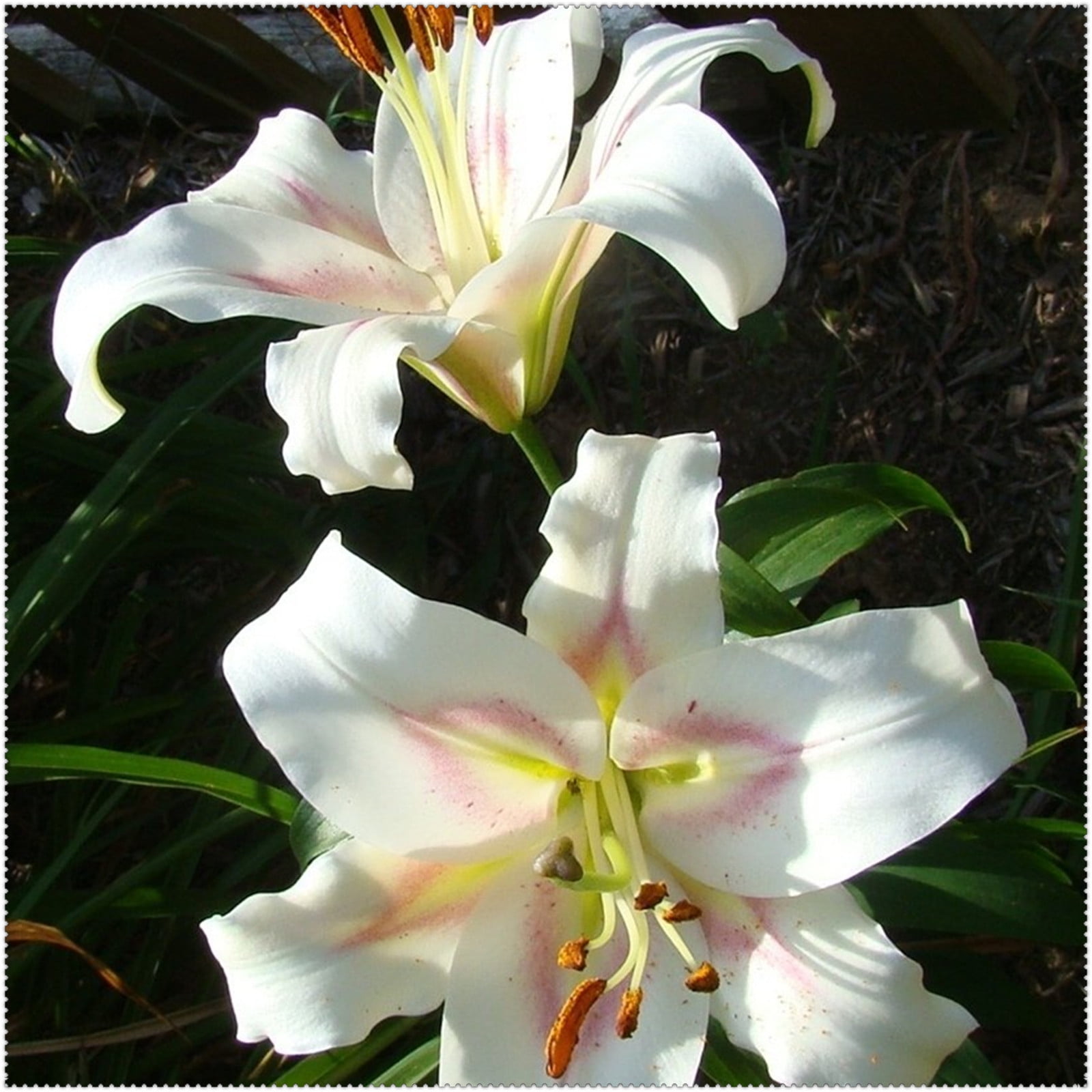 Lily Bulbs, Lily Bulbs Perennial,Surprise Lily Bulbs,Iridescent, Lily
