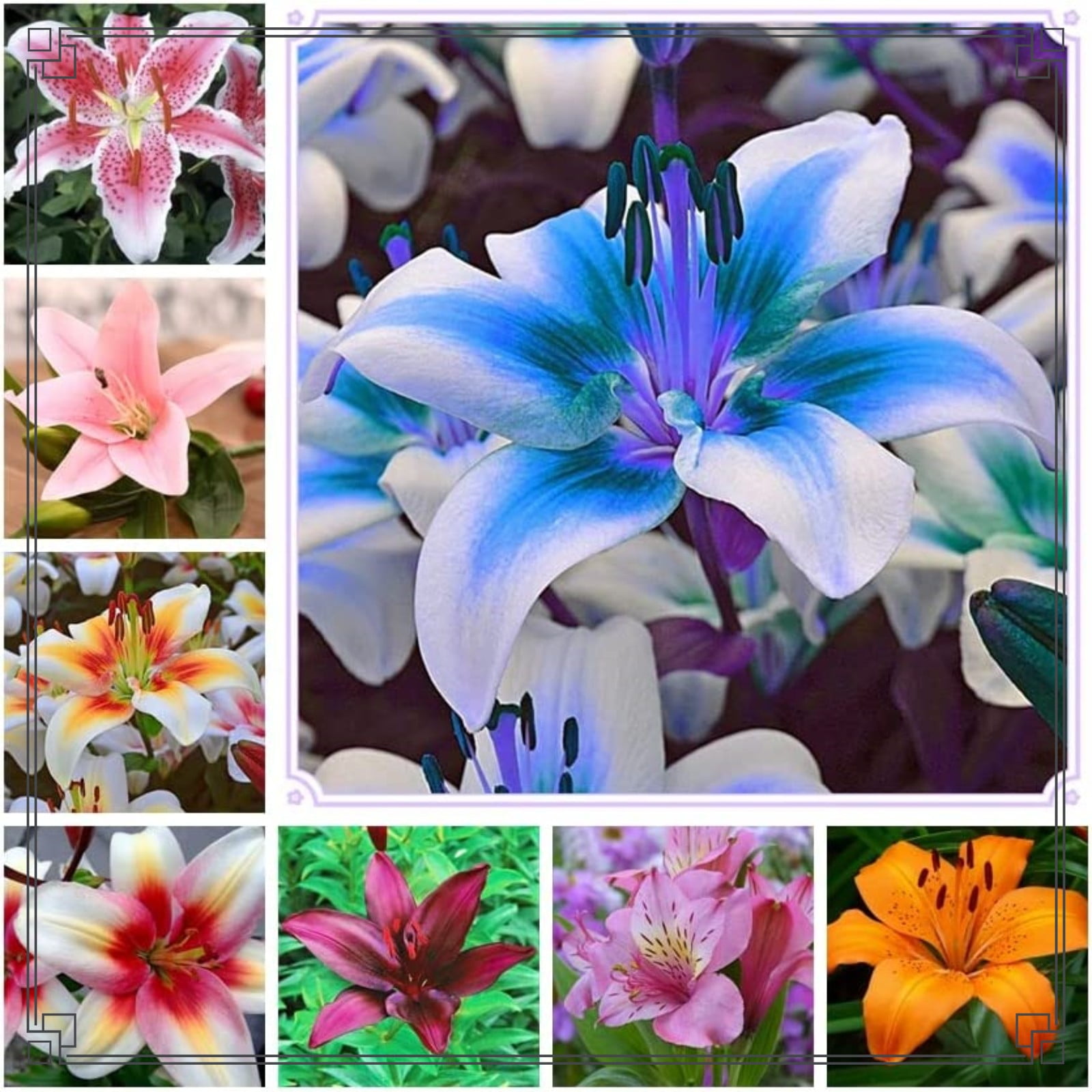 Lily Bulbs Bulk Lily Bulbs Lily Flower Lily Bulbs For Sale Lilies Bulbs Stargazer Lily Bulbs