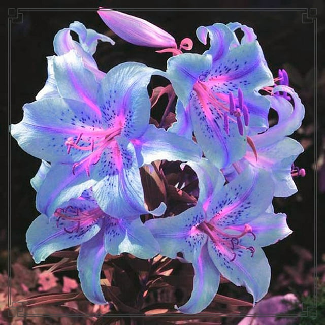 Lily Bulbs Bulk Lily Bulbs Lily Flower Lily Bulbs For Sale Lilies Bulbs