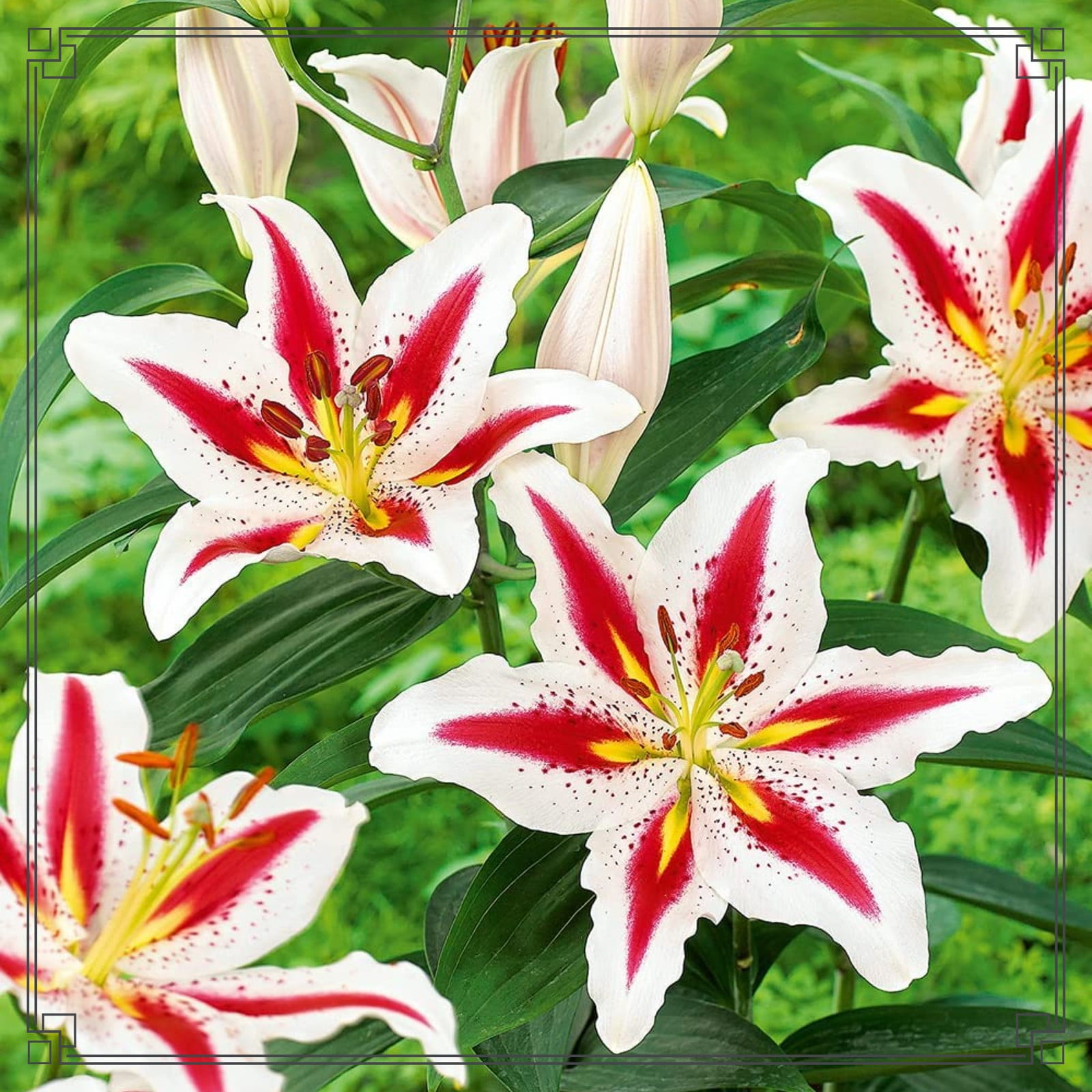 Lily Bulbs Bulk Lily Bulbs Lily Flower Lily Bulbs For Sale Lilies Bulbs Stargazer Lily Bulbs