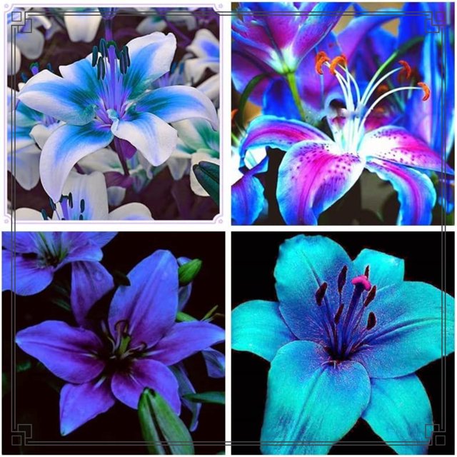 Lily Bulbs Bulk Lily Bulbs Lily Flower Lily Bulbs For Sale Lilies Bulbs