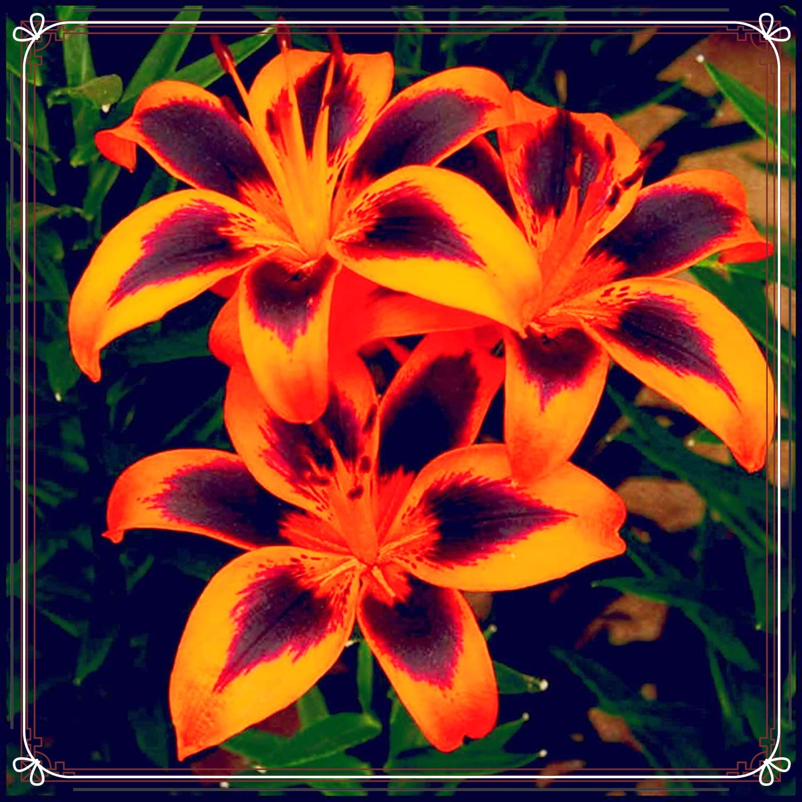 Lily Bulbs Bulk Tiger Lily Bulbs Lily Bulbs Lily Bulbs For Sale Lilies