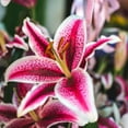 Lily Bulbs, Easy to Plant Perennial. Lily Bulbs for Sale,Tiger Lily