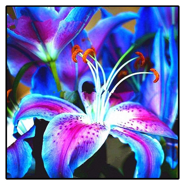 Lily Bulbs, Easy to Plant Perennial. Lily Bulbs for Sale,Tiger Lily