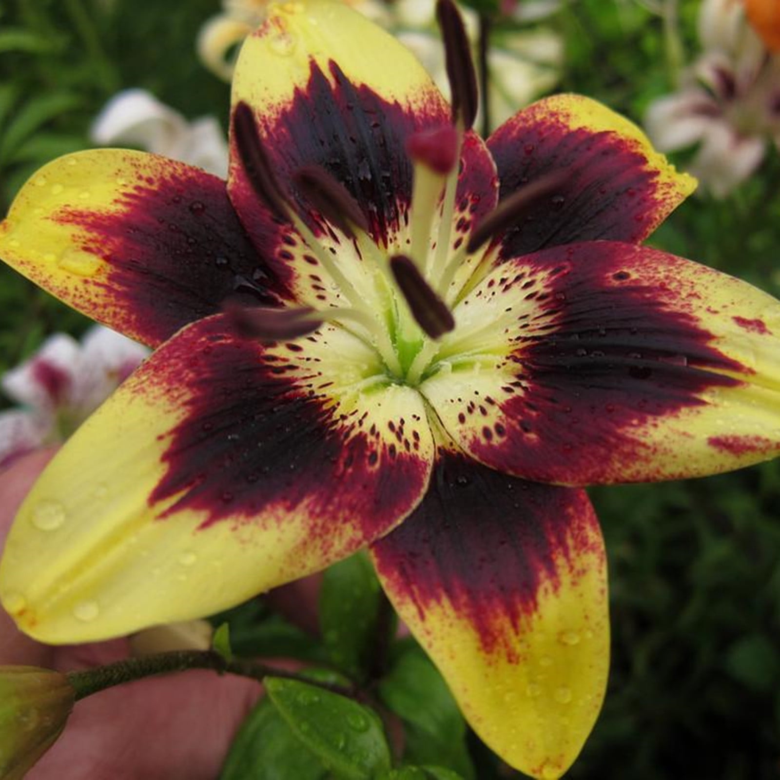 Lily Bulbs, Easy to Plant Perennial.Tiger Lily Bulbs For Planting,Long