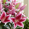 Lily Bulbs, Easy to Plant Perennial.Tiger Lily Bulbs For Planting,Long
