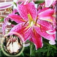 Lily Bulbs, Easy to Plant Perennial.Tiger Lily Bulbs For Planting,Long
