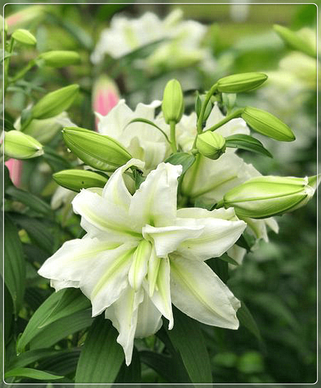 Lily Bulbs, Large Flowers, Flower Bulbs, Perennials,Lily Bulbs