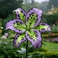 thumbnail image 1 of Lily Bulbs,Low Maintenance - Easy Grow - Ideal For Beds Borders, Plant Pots & Planters, 1 of 5