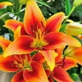 Lily Bulbs,Roots,Perennial,Giant,Mixed,Bloomer,Flowering,Fragrant