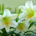 Lily Bulbs,Roots,Perennial,Giant,Mixed,Bloomer,Flowering,Fragrant