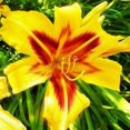 Lily Bulbs,Roots,Perennial,Giant,Mixed,Bloomer,Flowering,Fragrant