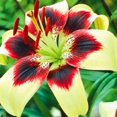 Lily Bulbs,Roots,Perennial,Giant,Mixed,Bloomer,Flowering,Fragrant