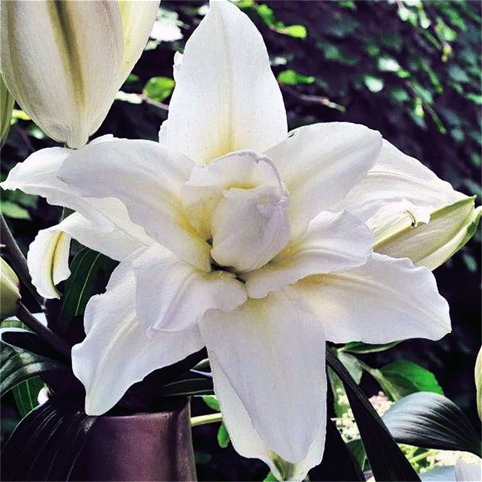 Lily Bulbs, Surprise Lily Bulbs,Iridescent, Lily Plant Mature Lily