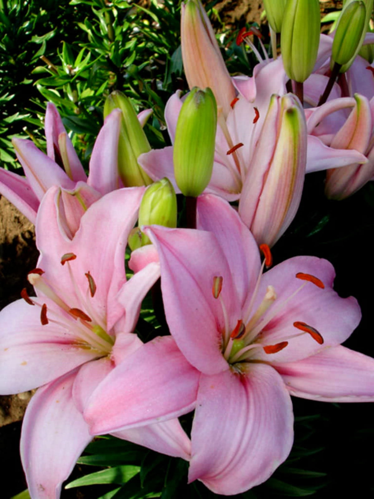 Lily Bulbs, Tiger Lily Bulbs, Large Flowers,Lily Bulbs For Planting