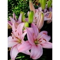 Lily Bulbs, Tiger Lily Bulbs, Large Flowers,Lily Bulbs For Planting