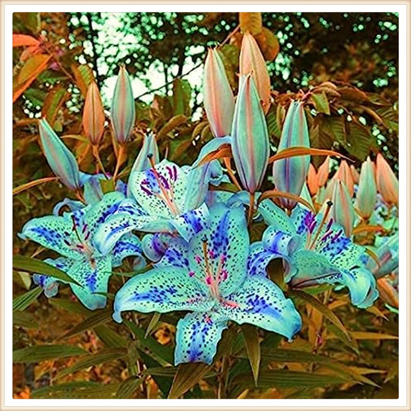 Lily Bulbs for Planting, Mixed Color - Lilies Flower Bulbs - Lily bulbs ...