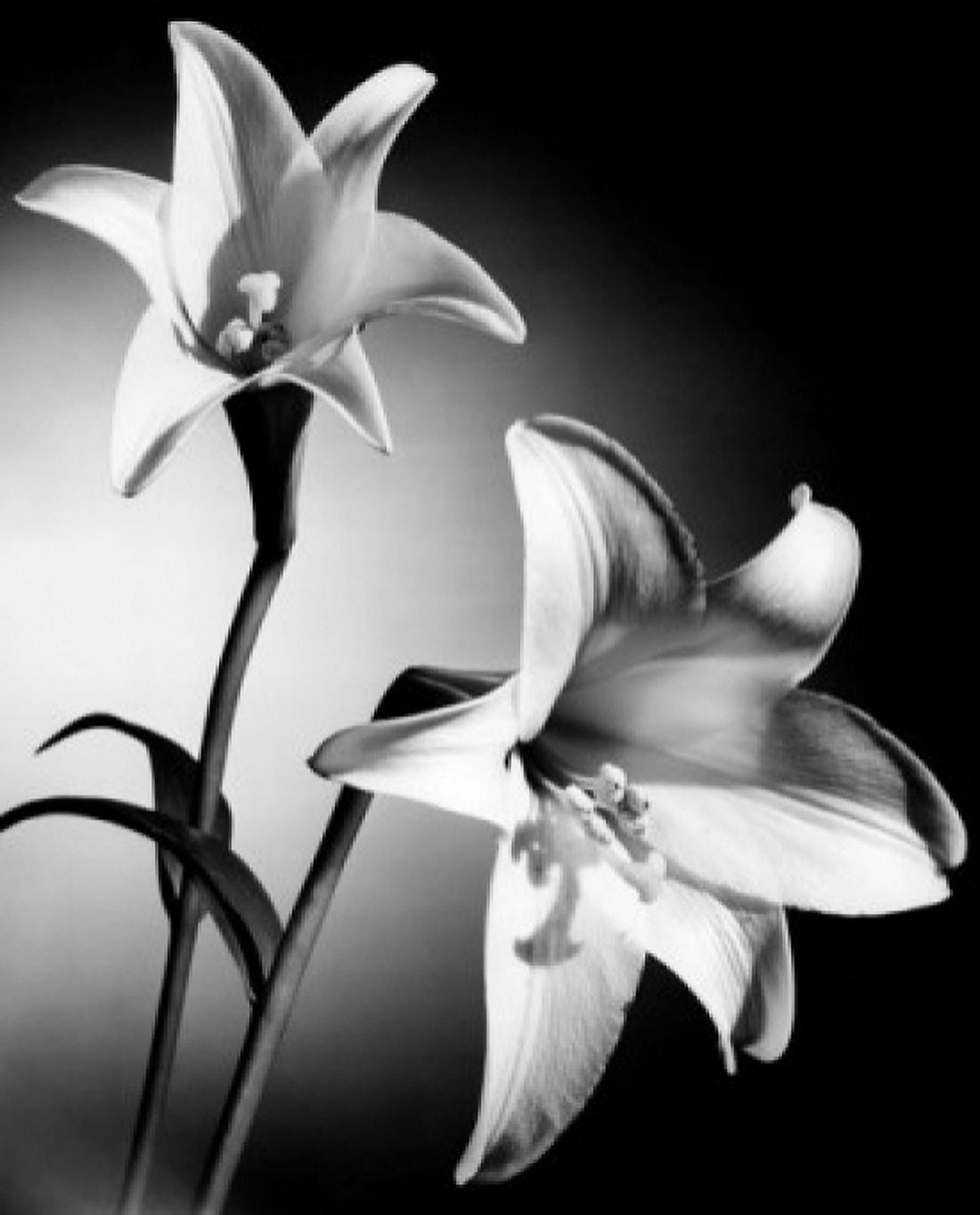 Lily Canvas Art -  (24 x 36)