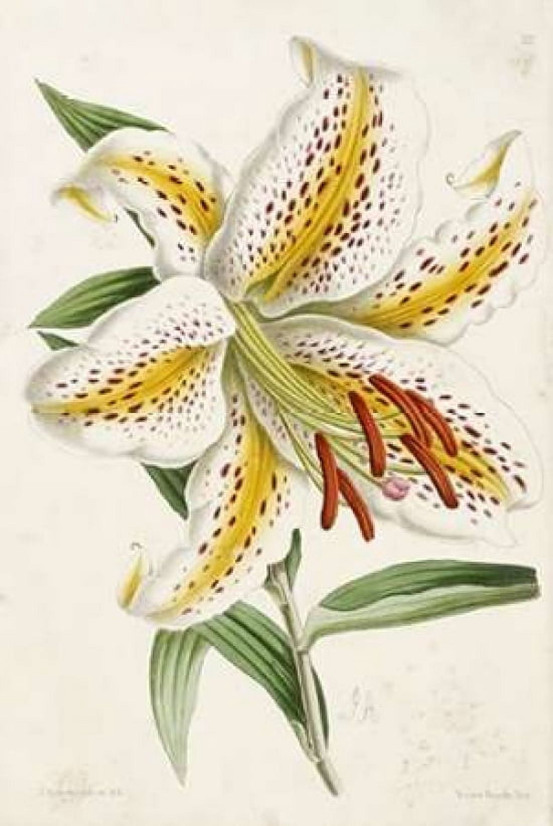 Lily Canvas Art - James Andrews (24 x 36)