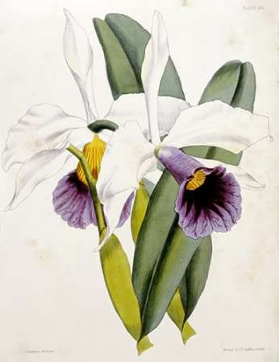 Lily Canvas Art - William Curtis (22 x 28)