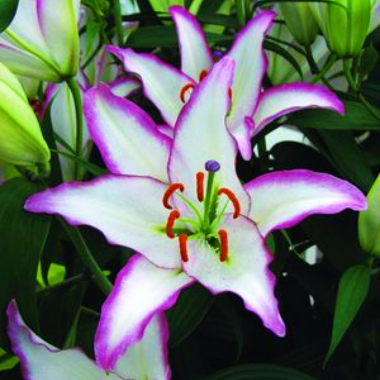 Lily Flower Lily Bulbs Bulk Lily Bulbs Lily Bulbs For Sale Stargazer Lily Bulbs Perennials