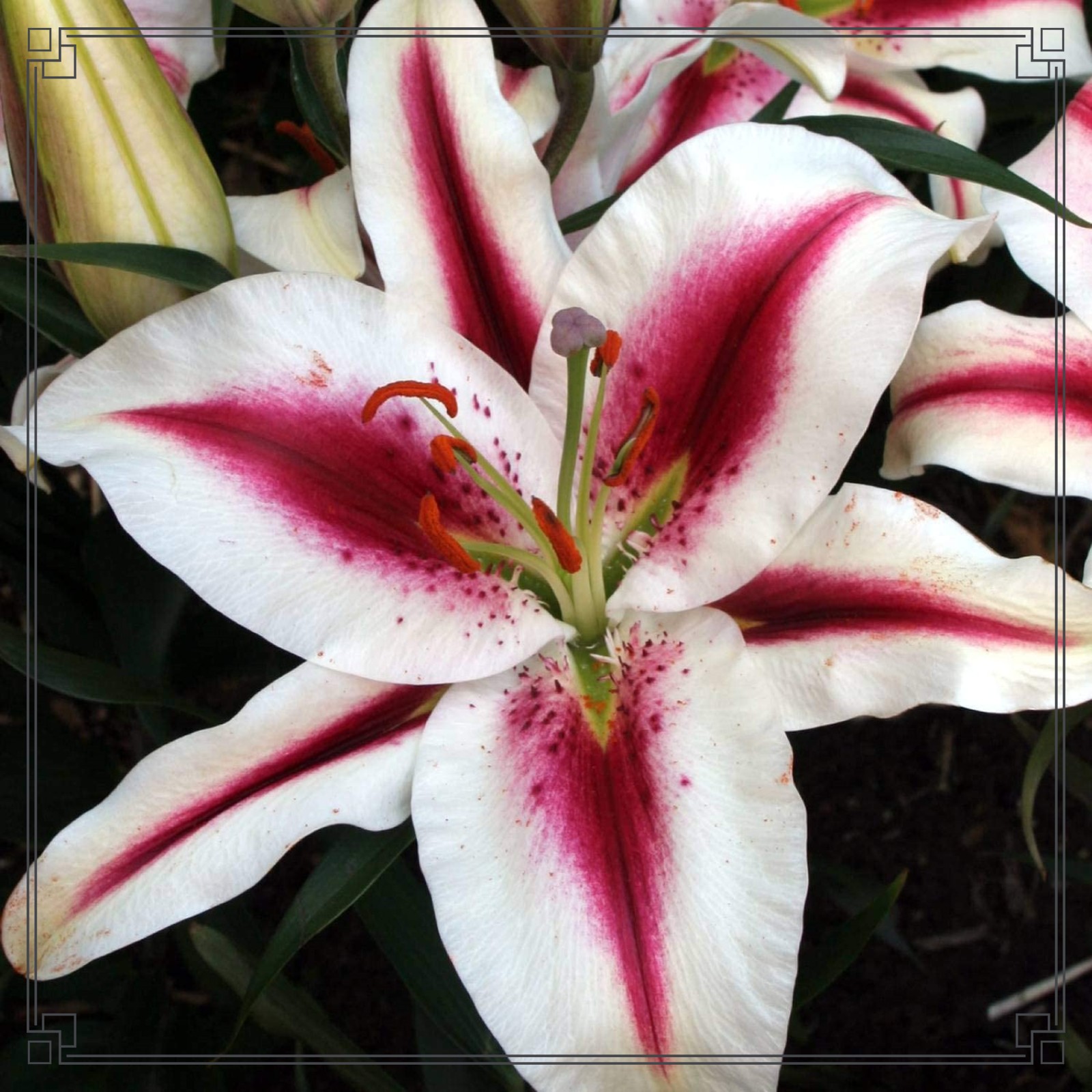 Lily Flower Lily Bulbs Bulk Lily Bulbs Lily Bulbs For Sale Stargazer Lily Bulbs Perennials