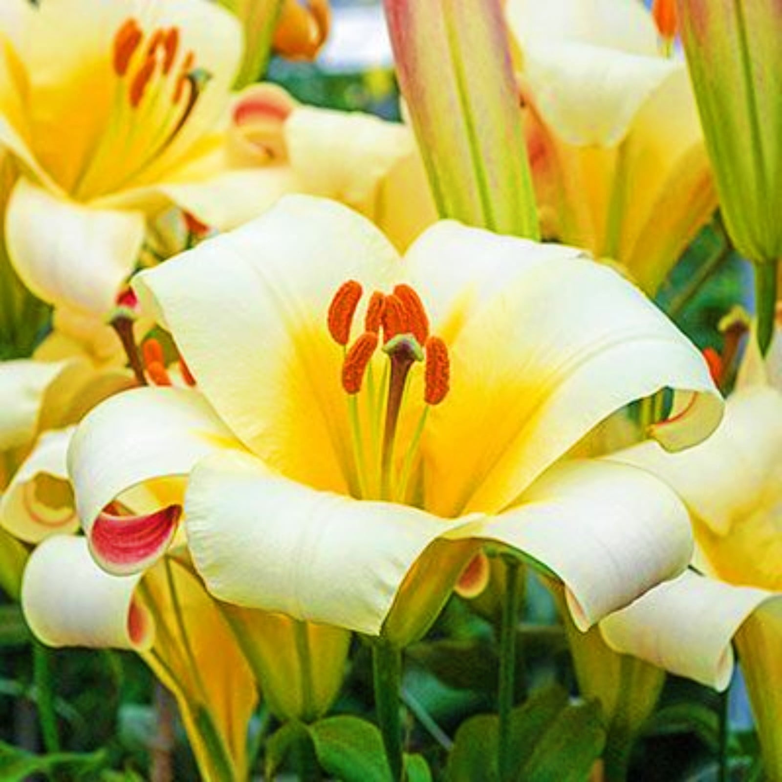 Lily Flower Lily Bulbs Bulk Lily Bulbs Lily Bulbs For Sale Stargazer