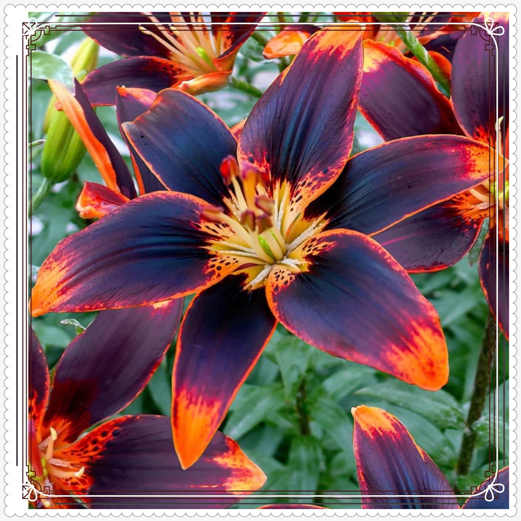 Lily Flower Lily Bulbs Bulk Lily Bulbs Lily Bulbs For Sale Stargazer Lily Bulbs Perennials