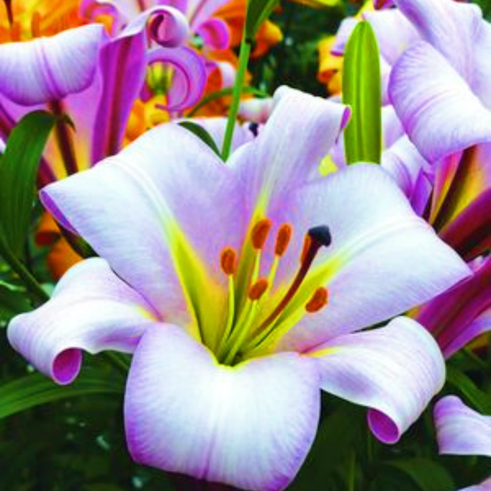 Lily Flower Lily Bulbs Bulk Lily Bulbs Lily Bulbs For Sale Stargazer