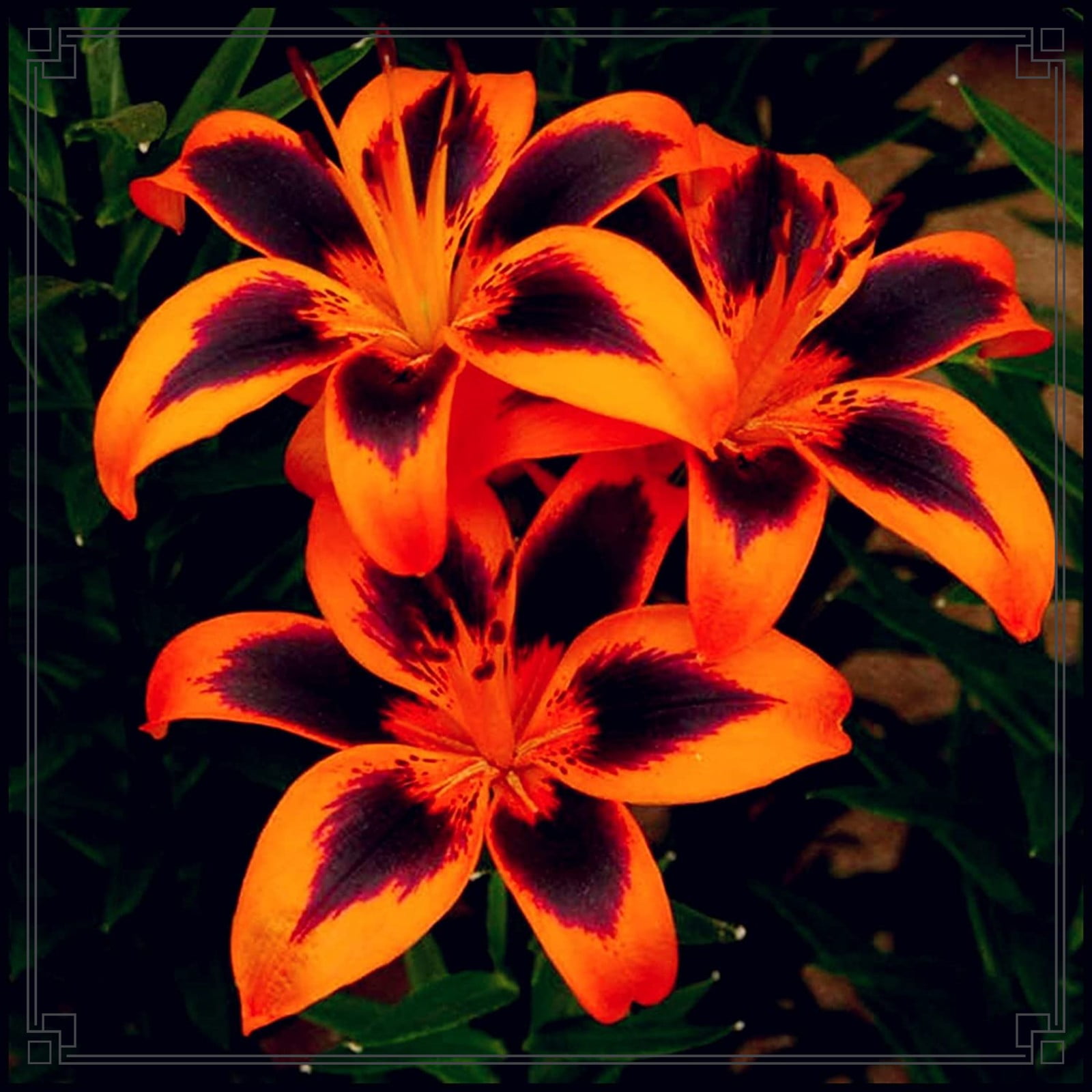 Lily Flower Lily Bulbs Bulk Lily Bulbs Lily Bulbs For Sale Stargazer Lily Bulbs Perennials