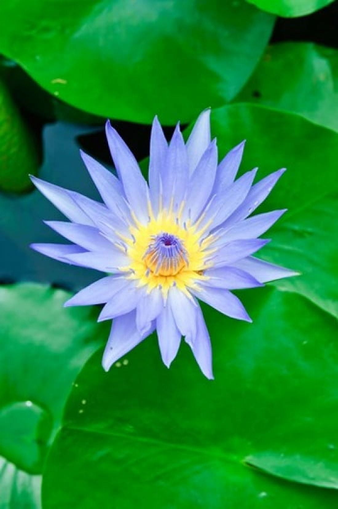 Lily Flower at Wat Chalong temple Phuket Thailand Canvas Art - Michael DeFreitas DanitaDelimont (18 x 26)