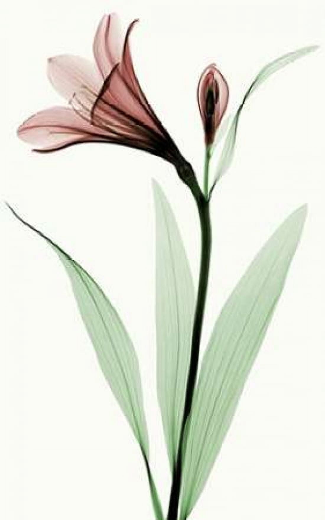 Lily I Canvas Art - Robert Coop (24 x 36)