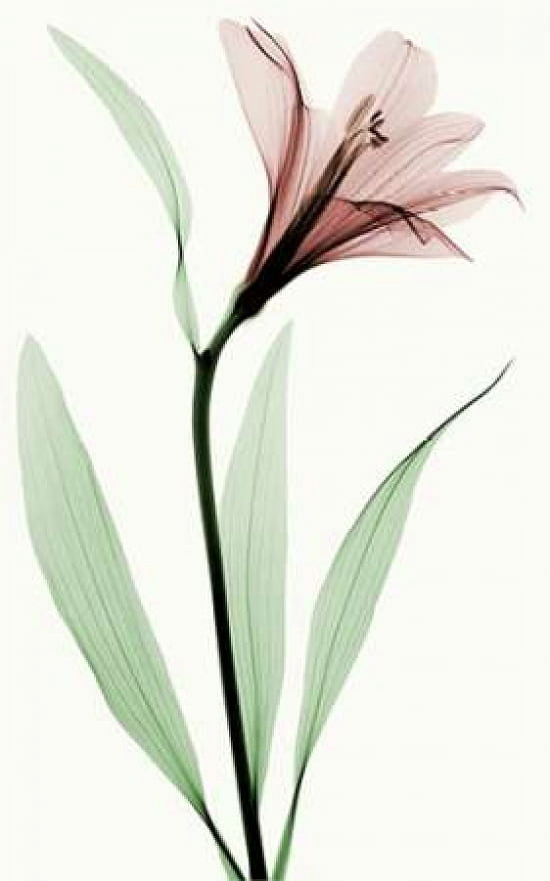 Lily II Canvas Art - Robert Coop (12 x 18)