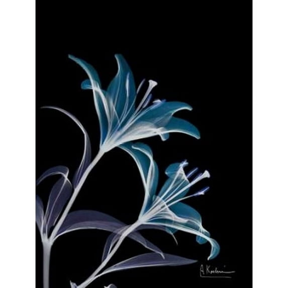 Lily L145 Poster Print by Albert Koetsier (9 x 12)